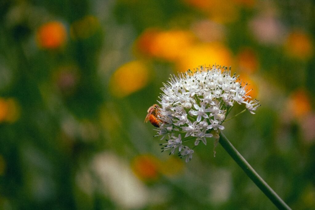 Abeja sobre un grupo redondeado de pequeñas flores blancas