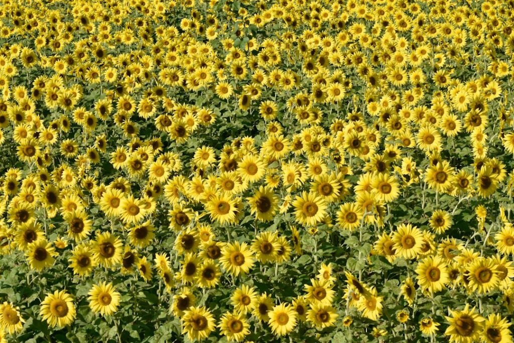 Numerosos girasoles amarillos abiertos en un campo con hojas verdes