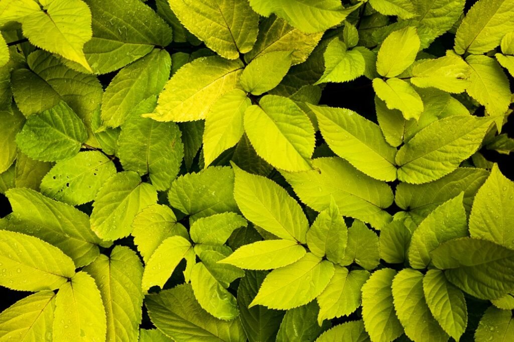 Detalle de un conjunto de hojas de tonos verdes y amarillentos