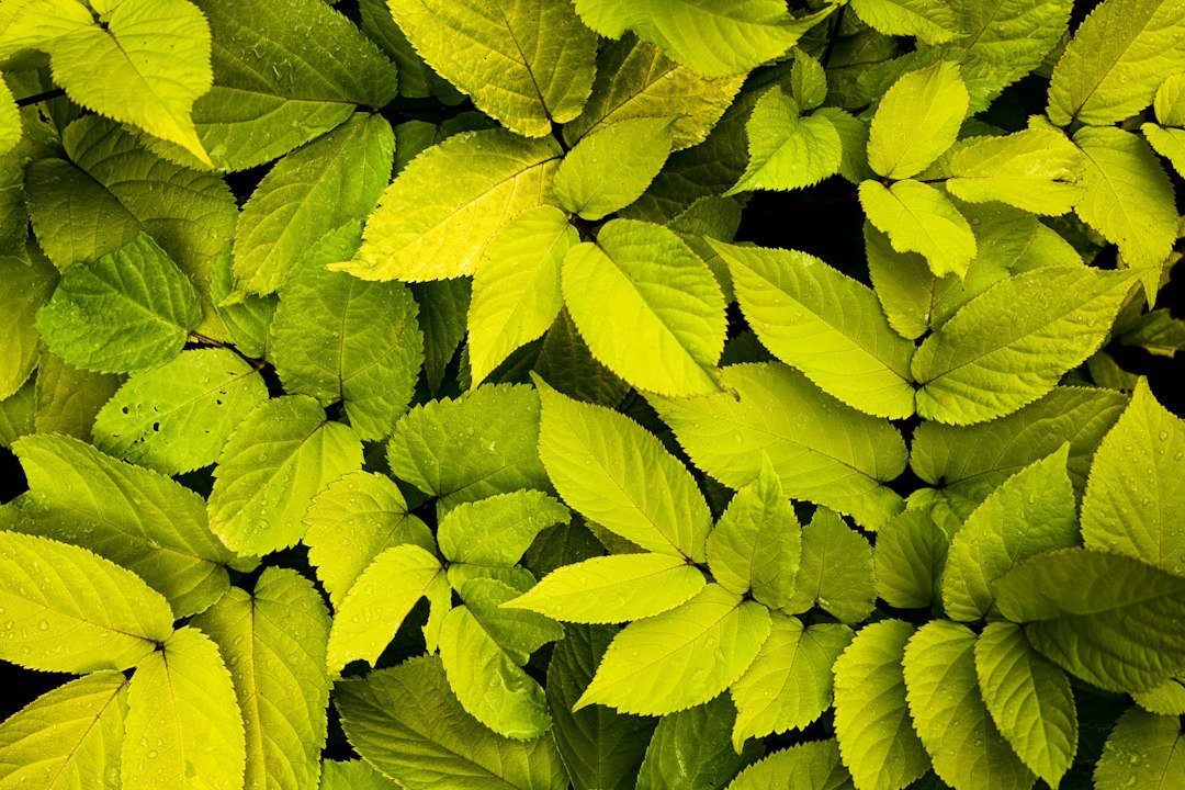 Detalle de un conjunto de hojas de tonos verdes y amarillentos