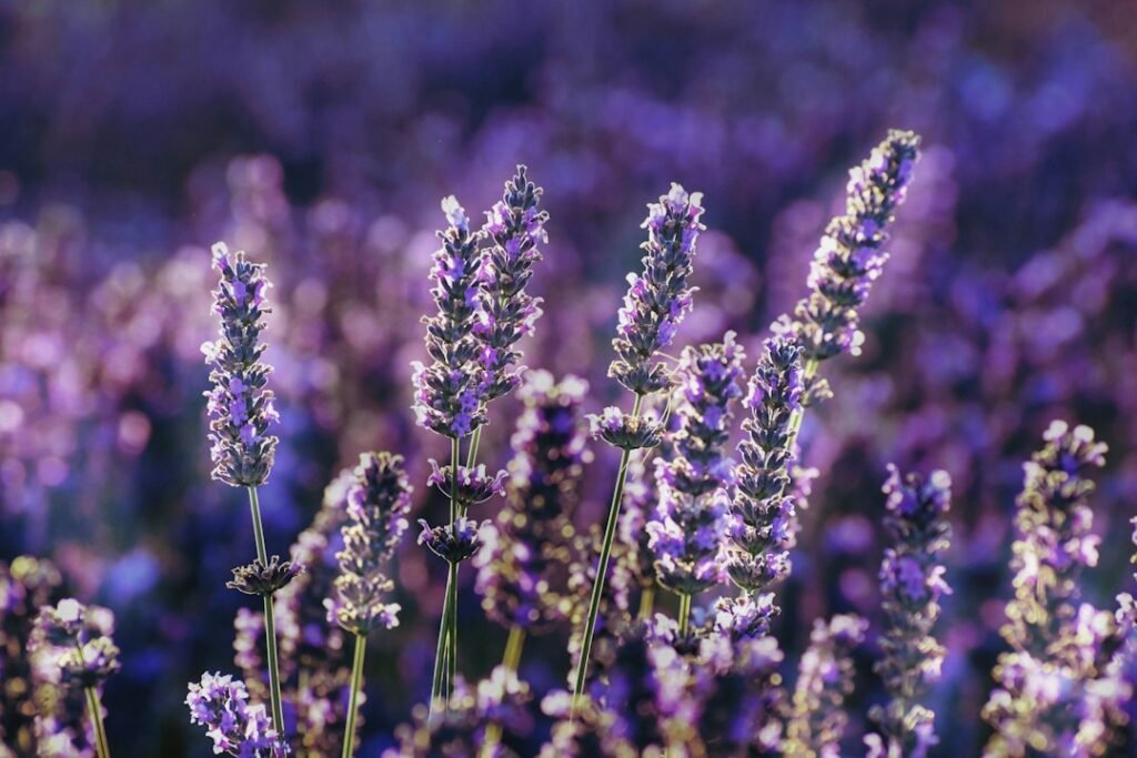 Espigas de flores moradas de lavanda enfocadas sobre un fondo violeta difuminado