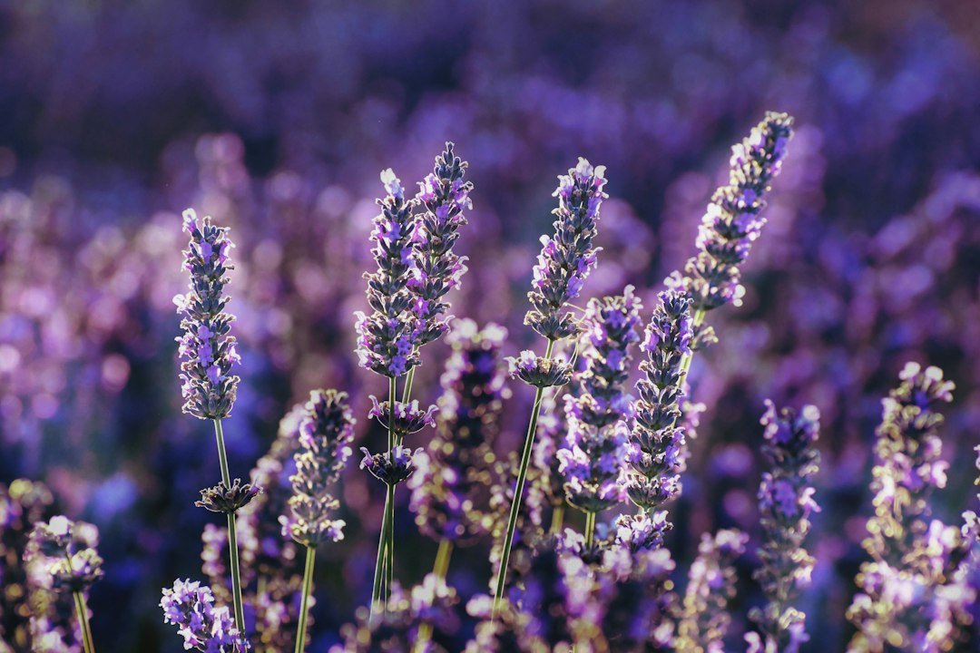 Espigas de flores moradas de lavanda enfocadas sobre un fondo violeta difuminado