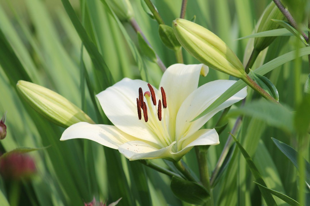 Flor blanca de lirio con anteras de color marrón rojizo y botones verdes detrás