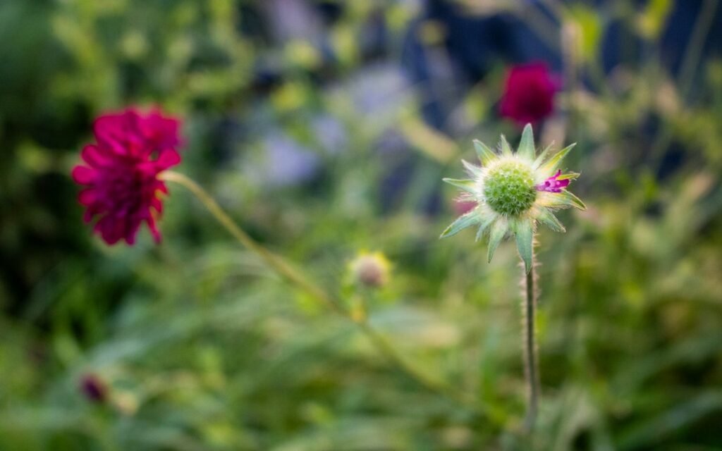 Cabezuela verde con pequeñas partes rosadas junto a flores desenfocadas