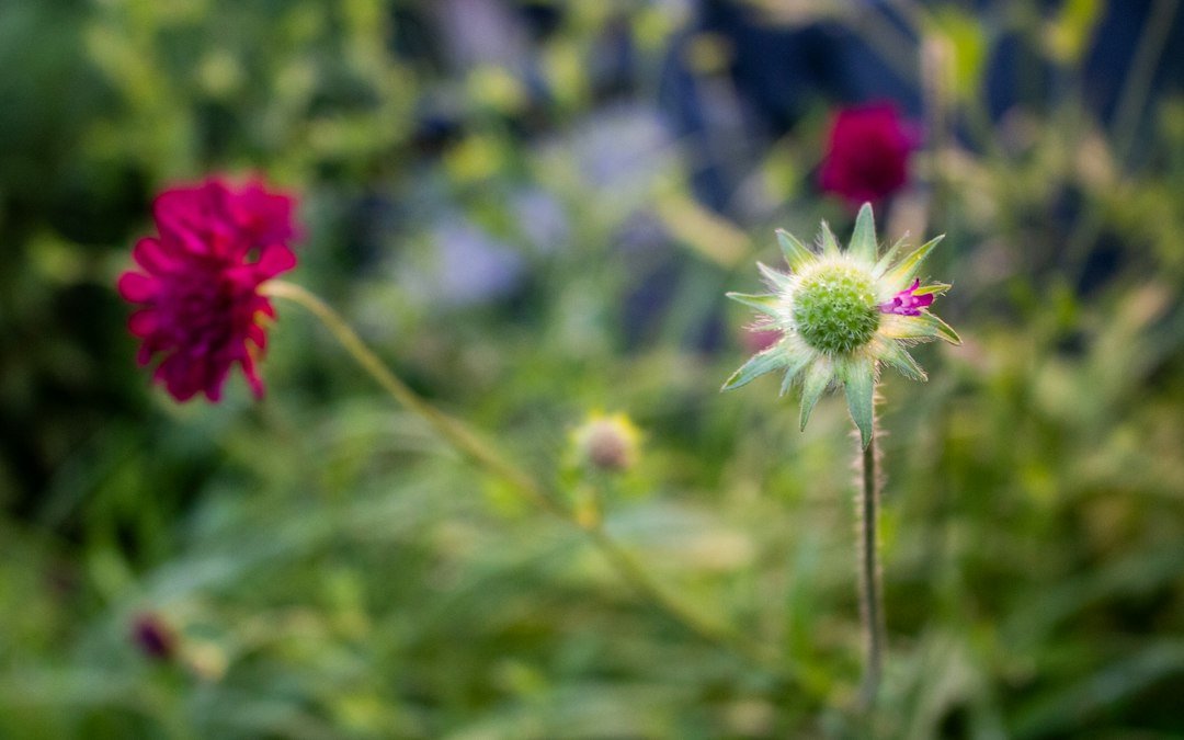 Cabezuela verde con pequeñas partes rosadas junto a flores desenfocadas