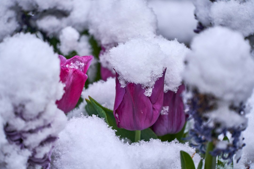 Flores moradas y hojas verdes parcialmente cubiertas por nieve