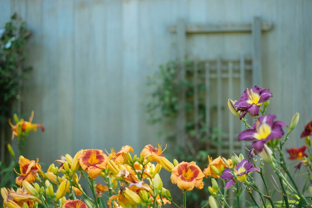 Flores anaranjadas y moradas delante de una pared de madera clara