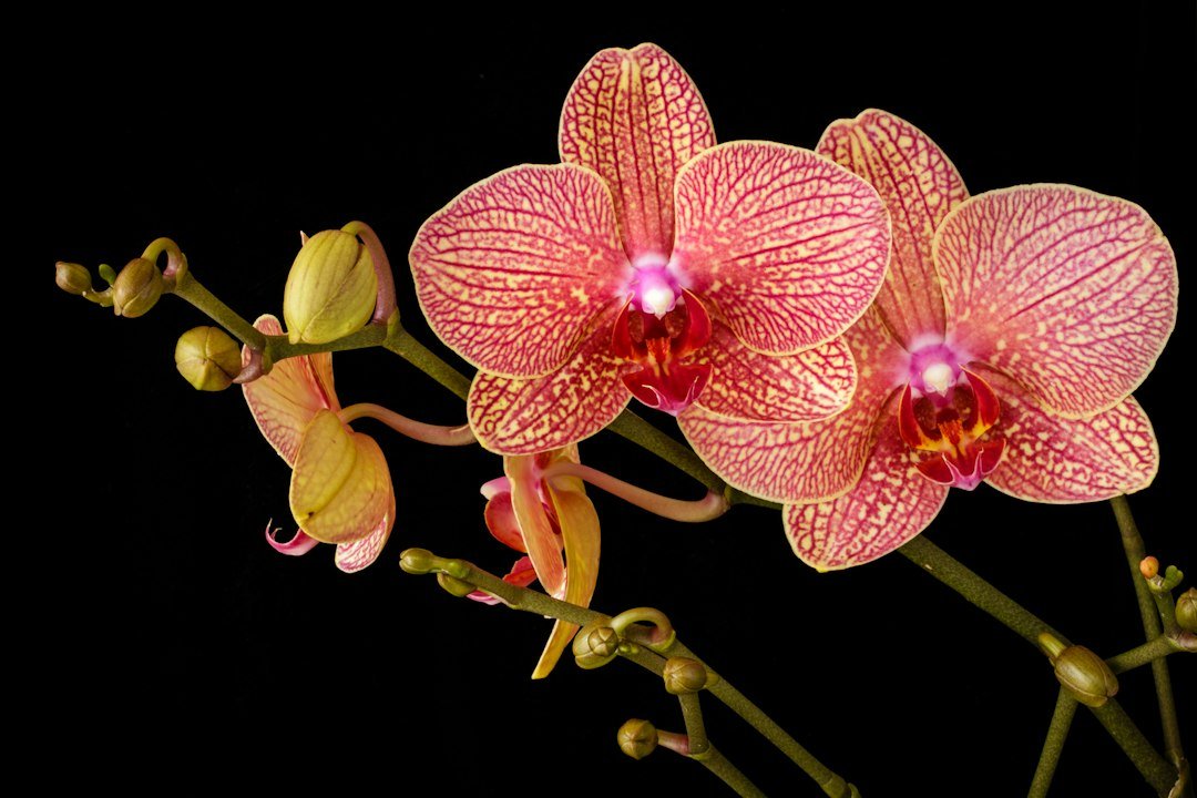Flores de orquídea con pétalos amarillos y un dibujo reticulado rosado sobre fondo negro