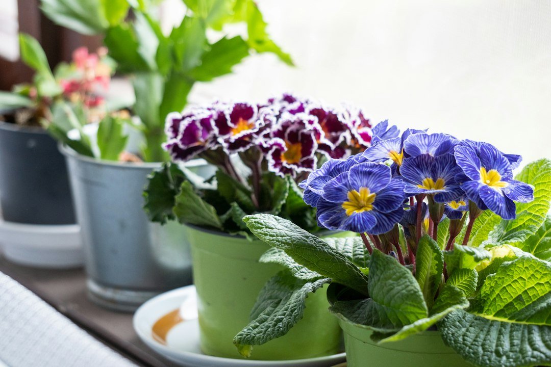 Macetas con flores violetas y rosadas alineadas junto a una ventana