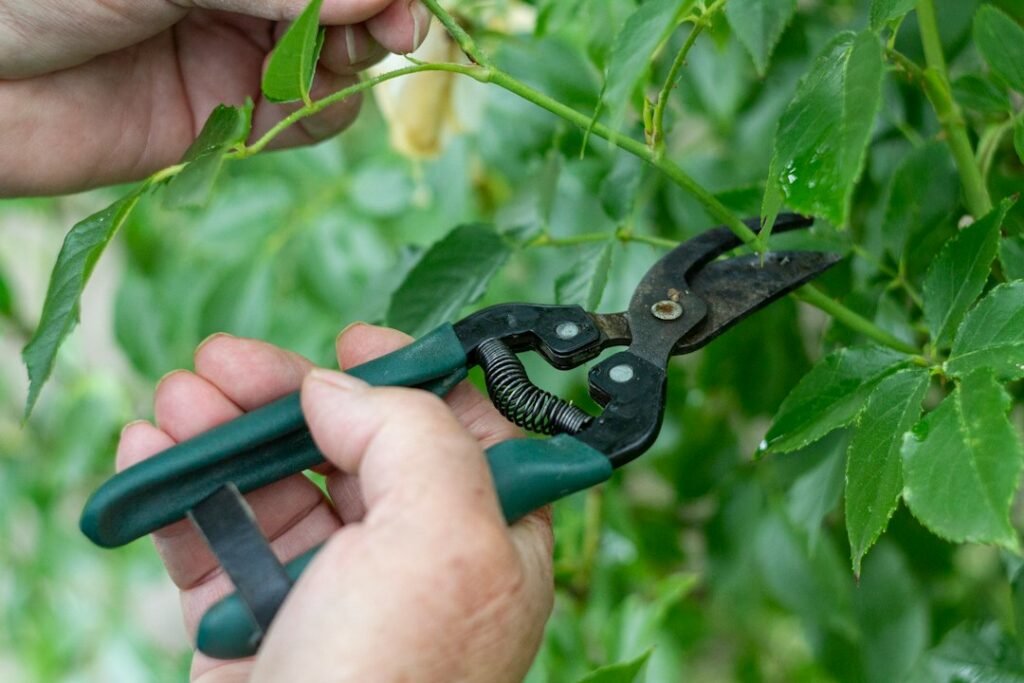 Dos manos sostienen una rama y unas tijeras de poda entre hojas verdes