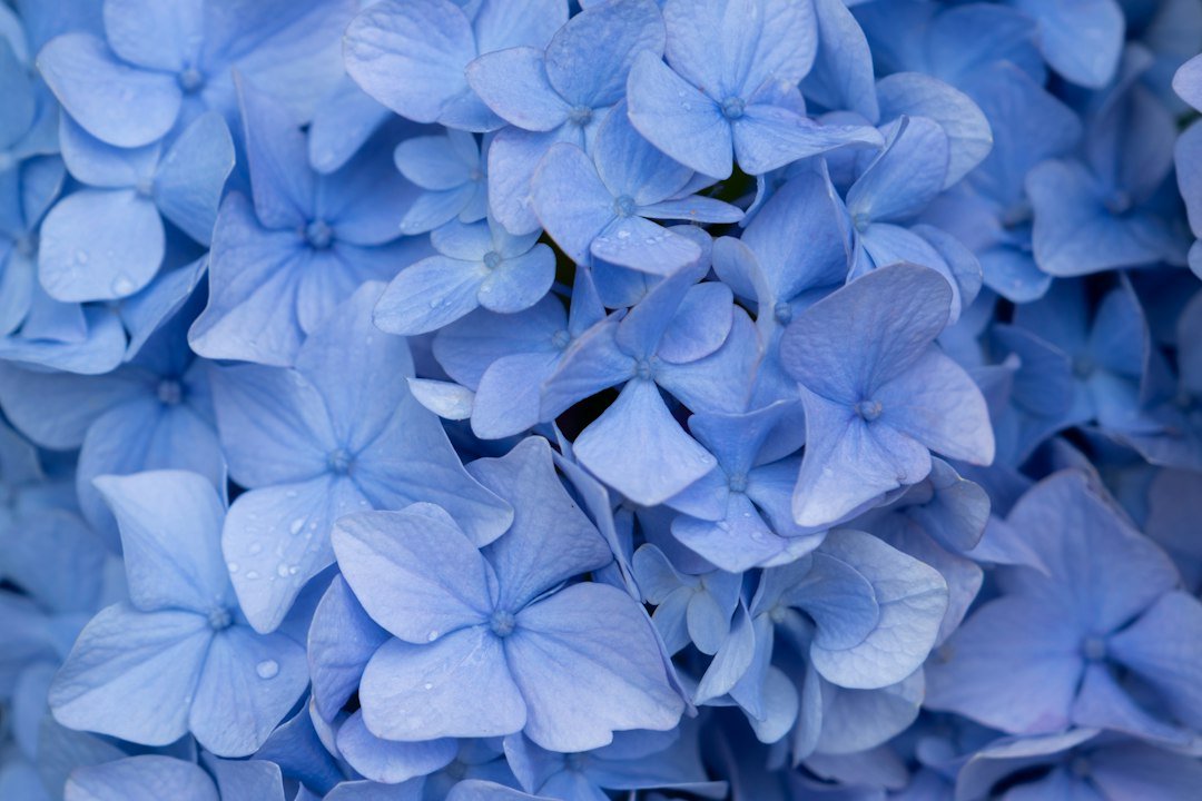 Detalle de una inflorescencia de hortensia con piezas de color azul claro