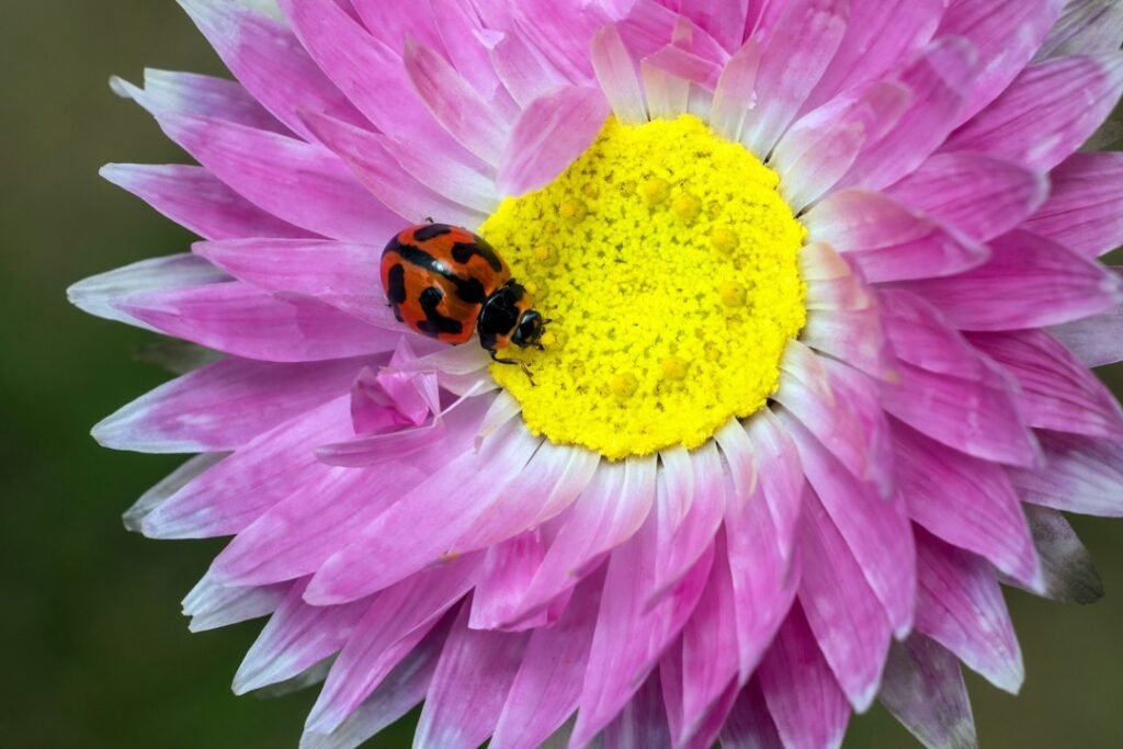 Mariquita anaranjada con marcas negras sobre una flor rosada de centro amarillo