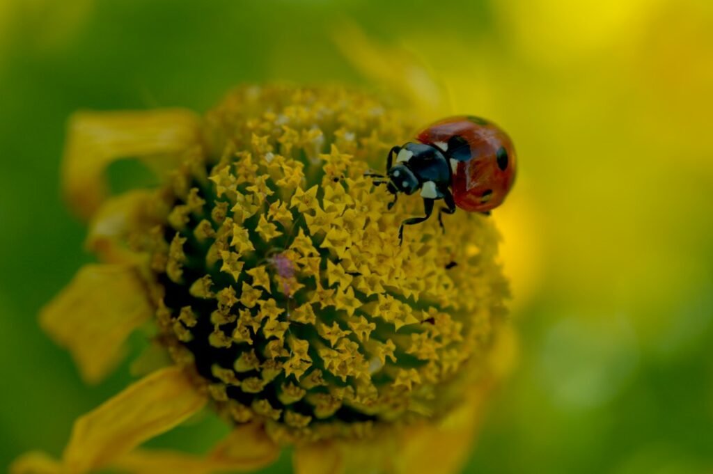 Mariquita roja con manchas negras sobre el centro de una flor amarilla