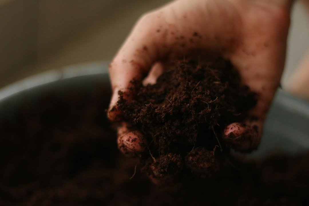 Una mano sostiene material oscuro de cultivo sobre un recipiente