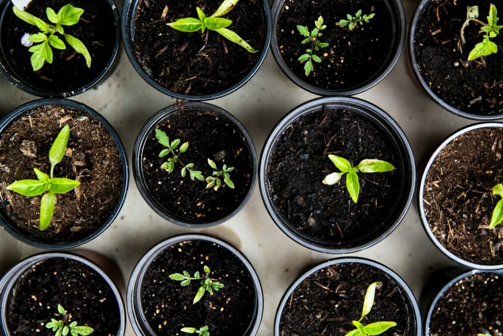 Vista superior de pequeñas plantas verdes en macetas oscuras con material de cultivo