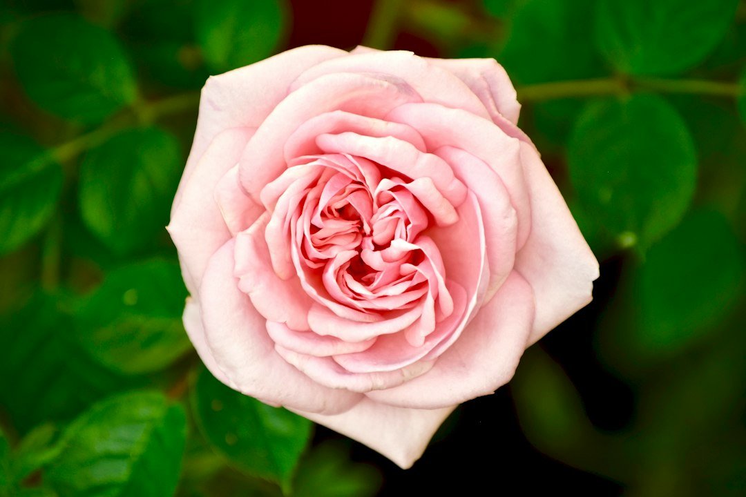Rosa de color rosa pálido con numerosos pétalos y hojas verdes al fondo