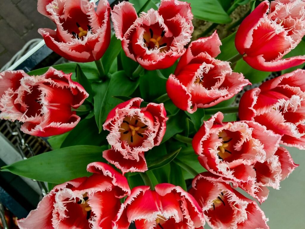 Flores de tulipán rojas con bordes blancos recortados entre hojas verdes